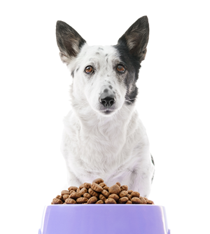 Dog with food bowl