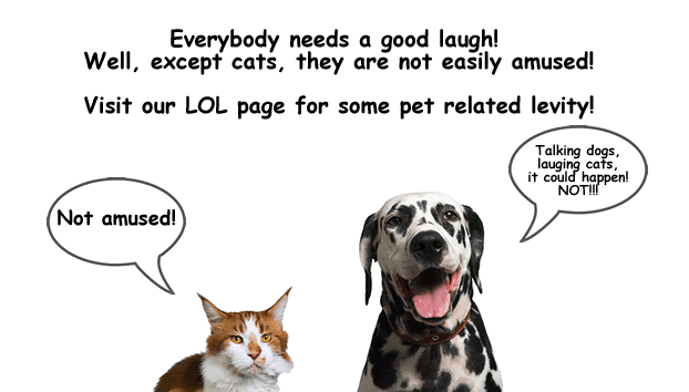 Comic, Everybody needs a good laugh! Well, except cats, they are not easily amused. Visit our LOL page for some pet related levity! Cat says, Not amused, dog says Talking dogs, laughing cats, it could happen, NOT!