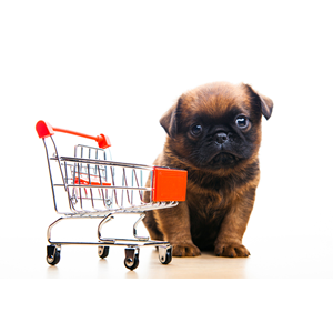 Dog in shopping cart