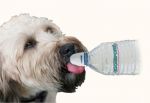 DogSport H2O